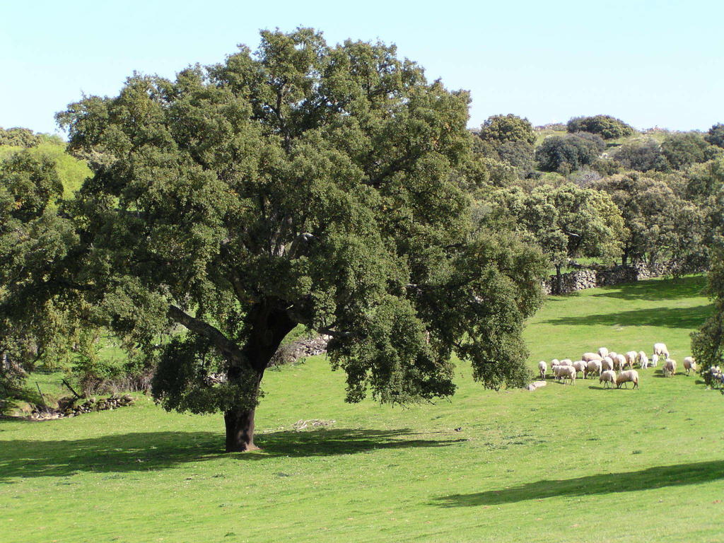 La Cerca Del Alcornoque Affittacamere Casas de Belvis Esterno foto