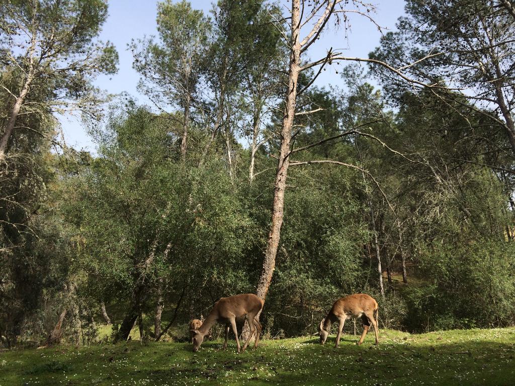 La Cerca Del Alcornoque Affittacamere Casas de Belvis Esterno foto